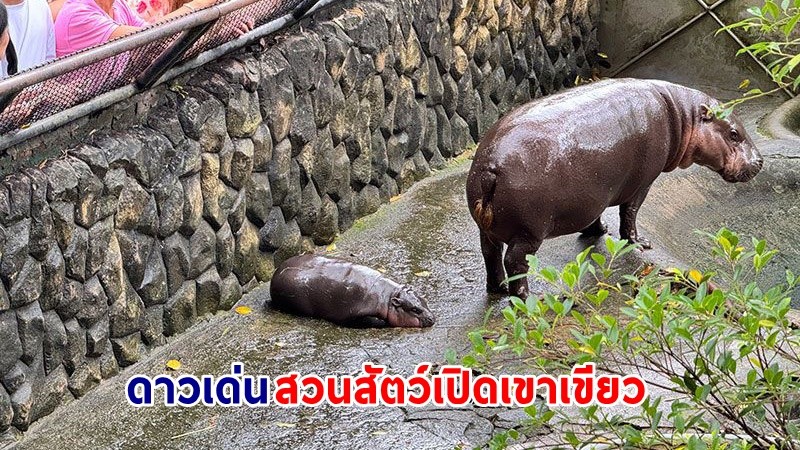 "น้องหมูเด้ง" ทุบสถิติยอดจำหน่ายบัตรเข้าชมสวนสัตว์เปิดเขาเขียว สูงสุดเป็นประวัติการณ์