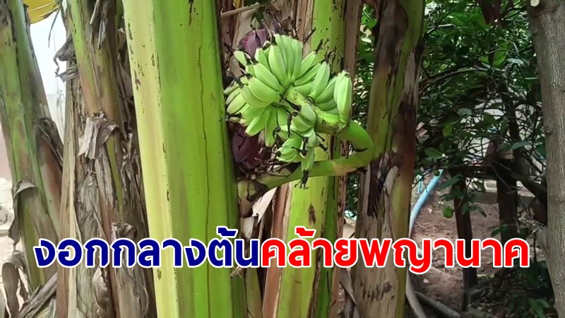 สุดแปลก! เครือกล้วยงอกออกกลางต้นคล้ายหัวพญานาค แถมจุดธูปไหว้เลขออกตรงโคนต้น  เชื่อให้โชค