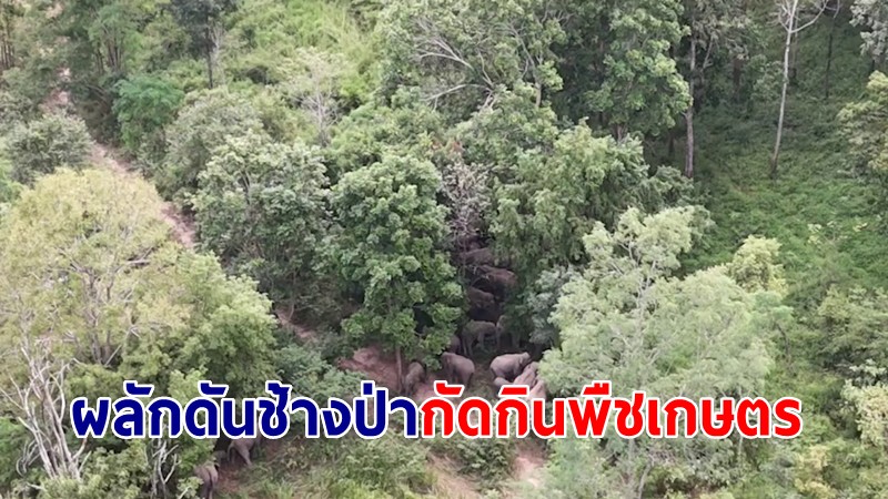 ชาวบ้าน 4 อำเภอ ร่วมทั้งเครือข่าย ผลักดันช้างป่ากัดกินพืชเกษตร