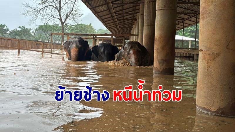 มูลนิธิอนุรักษ์ช้างฯ เชียงใหม่ "ย้ายช้าง" หนีน้ำท่วม  หลังระดับน้ำเพิ่มขึ้นสูงอย่างต่อเนื่อง !