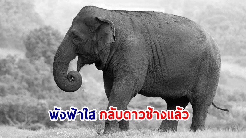 สุดเศร้า ! "พังฟ้าใส" กลับดาวช้างแล้ว หลังไหลตามน้ำท่วมไปทางอุโมงค์ผันน้ำ