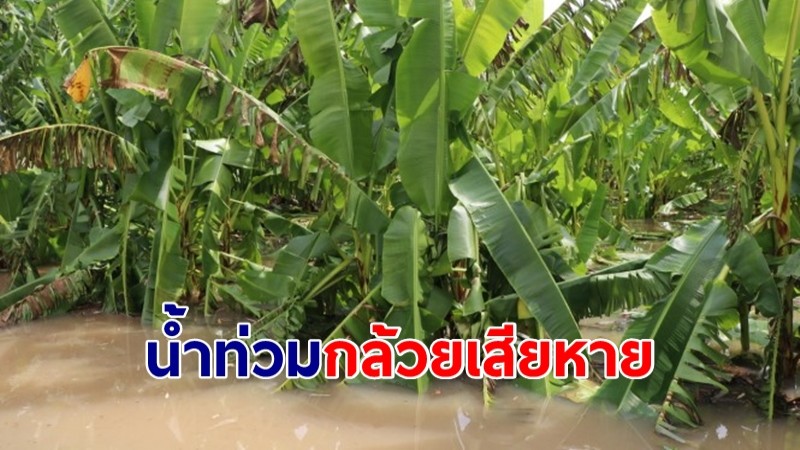 ชาวบ้านปลูกกล้วยระทม! น้ำท่วมเสียหายหลักแสน ขาดแคลนรายได้ 