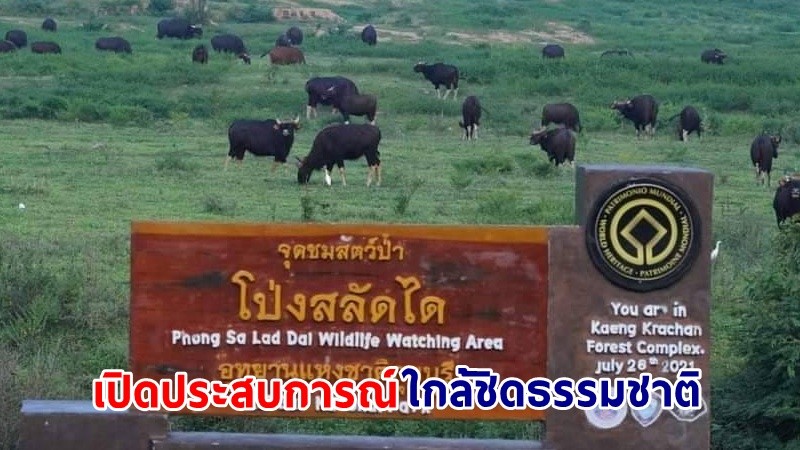 "โป่งสลัดได" จุดชมสัตว์ป่าแห่งอุทยานแห่งชาติกุยบุรี เปิดประสบการณ์ใกล้ชิดธรรมชาติในพื้นที่มรดกโลก