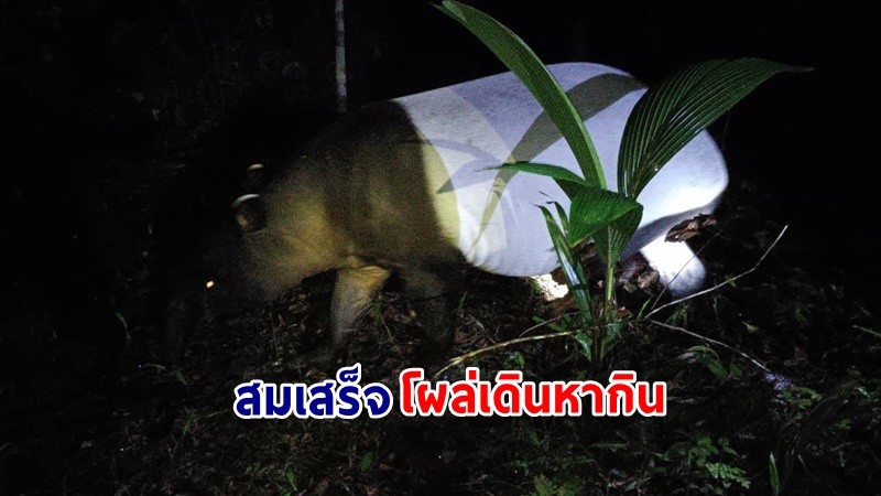 หาชมยาก!! "สมเสร็จ" โผล่เดินหากินในหมู่บ้านชายแดนไทย-มาเลเซีย จ.นราธิวาส ย้ำความสำคัญของการเชื่อมต่อผืนป่า