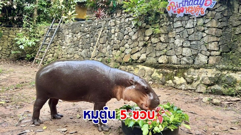 แฮปปี้เบิร์ธเดย์ "หมูตุ๋น" พี่ชายหมูเด้ง อายุครบ 5 ขวบ