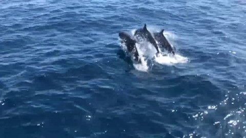 ชมคลิปนาที "วาฬเพชฌฆาตดำ" กว่า 30 ตัวโผล่อวดโฉม นทท.ต่างชาติ (ชมคลิป)