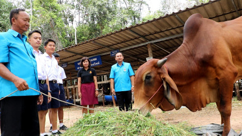 "รร.ตาคงวิทยาฯ" ลุยพัฒนาเด็กนักเรียน สร้างยุวเกษตรวัยใสให้เลี้ยงวัวหลากหลายสายพันธุ์ หวังนำไปปรับใช้ประกอบอาชีพ