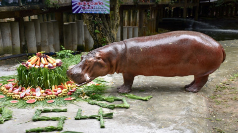 "สวนสัตว์เปิดเขาเขียว" แฮปปี้เบิดเดย์ "แม่มะลิ" อายุครบรอบ 54 ปี  ฮิปโปโปเตมัสที่มีอายุยืนที่สุดในประเทศไทย