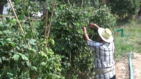 "หนุ่มใหญ่วัย 53 ปี" ใช้พื้นที่ 2 ไร่ ปลูกพืชผักสวนครัว สร้างรายได้เสริมให้ครอบครัว