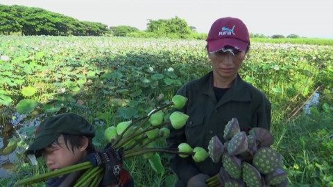 "ชาวตำบลแม่ใส" หันมาทำนาบัวสร้างรายได้วันละ 700-800บาท