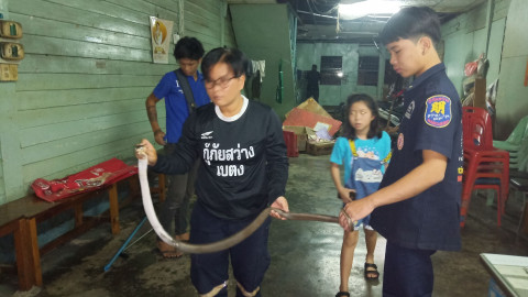 ช็อก! "งูเห่า" โผล่ชูแม่เบี้ยใต้บันได กู้ภัยช่วยจับ ชาวบ้านแห่ส่องบ้านเลขที่ ให้โชคส่งท้ายปี