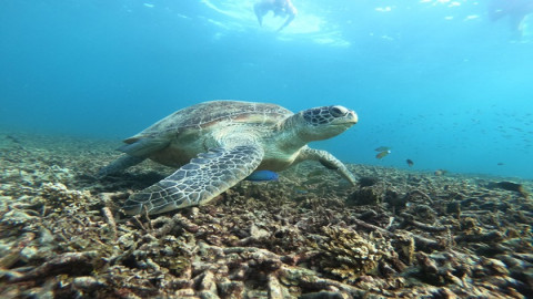 ใต้ท้องทะเลเกาะเต่าฟื้นตัว "ปะการัง - สัตว์น้ำ" สวยงามอุดมสมบูรณ์ หลังปิดท่องเที่ยวช่วงโควิด-19 (มีคลิป)