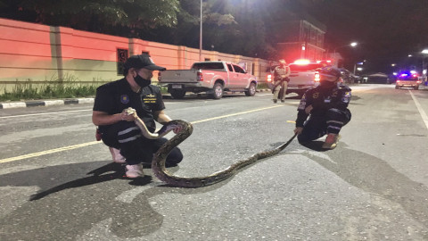 จนท. ออกตรวจช่วงเคอร์ฟิว พบ "งูเหลือมยักษ์" เลื้อยข้ามถนนมุ่งเข้าบ้าน ปชช. รีบแจ้งกู้ภัยช่วยจับ