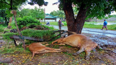 สุดเศร้า! ฟ้าผ่าต้นสะเดาโดนวัวดับ 4 ตัว รวมวัวตัวน้อยในท้องแม่ด้วย