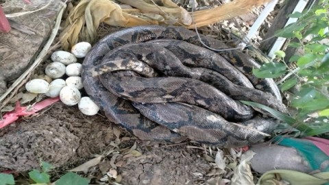 ฮือฮา ! "งูหลามยักษ์" นอนปรากฏตัวให้เห็นข้างศาลพ่อปู่ ชาวบ้านแห่ขอโชคลาภ