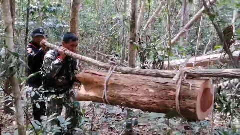 "มอดไม้กัมพูชา" ลักลอบข้ามแดนเข้ามาตัดไม้ในป่าไม้ฝั่งไทยป่า พบไม้พะยูงรอลำเลียงเพียบ !