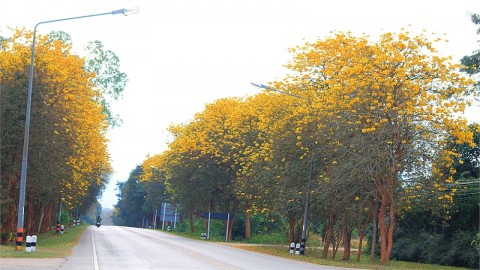 พะเยา ชมความงามดอกเหลืองอินเดียบานสะพรั่งแนวถนนสายเชียงคำ-น่าน