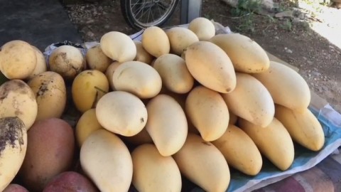 เกษตรกรมะม่วงแปลงใหญ่อ่าวน้อยเน้นผลผลิตนอกฤดูเพื่อการส่งออก