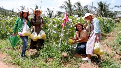 เกษตรกรหันมาปลูกแคนตาลูปทดแทนสับปะรดให้ผลผลิตไวสร้างรายได้งาม