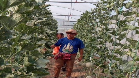 ประธานสภาเกษตรกร เยี่ยมชมสวนเมล่อนแตงโมเผยสร้างรายได้ให้แก่เกษตรกรเดือนละกว่า 30,000 บาท
