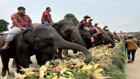 ศูนย์คชศึกษา และโครงการคชอาณาจักร  จัดงานวันช้างไทย 13 มีนาคม ประจำปี 2567 มีช้างร่วมงานกว่า 200 เชือก
