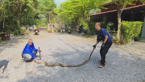 กู้ภัยฯสระบุรี ช่วยเหลืองูเหลือมยักษ์ ติดตะข่ายหลังเจ้าของบ้านกั้นไว้รอบบ้านป้องกันอันตรายเด็กและผู้สูงอายุ