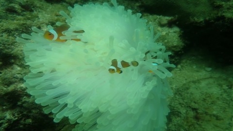 อุทยานแห่งชาติฯ พีพี พบปะการังฟอกขาว เร่งวางมาตรการปิดแหล่งท่องเที่ยว ดำน้ำตื้นและดำน้ำลึกบางจุด