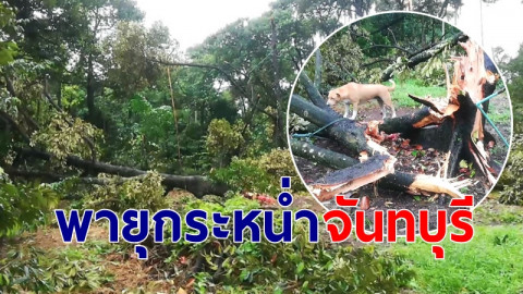พายุกระหน่ำสวนทุเรียน-มังคุด นับสิบไร่ จ.จันทบุรี เสียหายหนัก