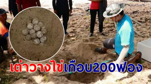 ชาวบ้านพบ "เต่ากระวางไข่" บนเกาะเสม็ด พร้อมช่วยอนุรักษ์ จนท.เผย 2 วัน เจอเกือบ 200 ฟอง