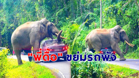 เผยวินาที !"พี่ดื้อ" ช้างป่าเขาใหญ่ ขย่มรถนักท่องเที่ยวจนพัง !