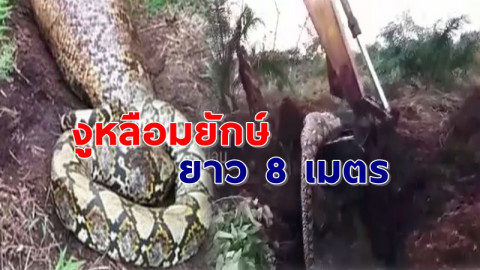 ชาวบ้านพบ "งูเหลือมตัวยักษ์" ยาว 8 เมตร นอนพุงป่องขยับไม่ได้ ถึงขั้นใช้รถมายก !
