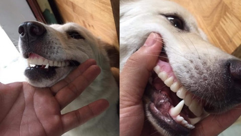 หนุ่มโพสต์ตามหา "ฟันปลอม" คุณยายหาย สุดท้าย ไปเจอในปากน้องหมา ใส่ซะเนียนเลย