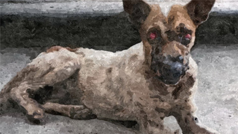 เรื่องราวของ "ดวงแก้ว" สุนัขสภาพราวศพ ถูกรักษาหายปลิดทิ้ง ภาพล่าสุดน้ำตาซึม