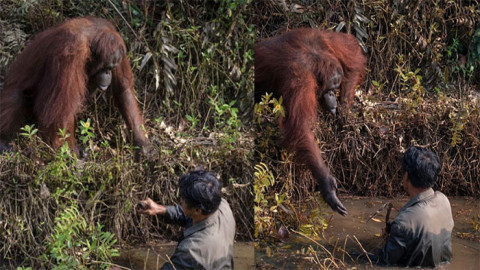 ช่างภาพเจอวินาทีซึ้ง "ลิงอุรังอุตัง" ยื่นมือช่วยจนท.พิทักษ์ป่า 