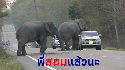 เตือนระวังช้างป่า ควงมาเป็นแพคคู่ป้วนเปี้ยนเก็บส่วยบนถนน ระบบพี่สอนน้อง