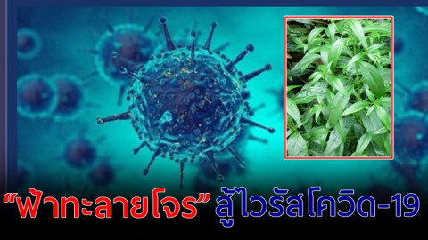 ลุ้น!  “ฟ้าทะลายโจร” สมุนไพรไทย ต้านเชื้อไวรัสโควิด-19