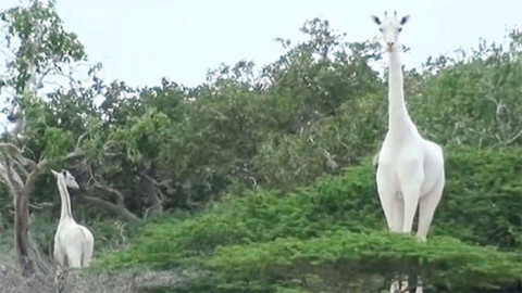 ข่าวเศร้า "ยีราฟสีขาว" ถูกนักล่าสัตว์ฆ่า พราก 2 ชีวิตสัตว์ป่าหายากที่สุดในโลก