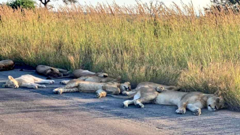 เผยภาพ "สิงโต" นอนเกลื่อนถนนอย่างสบายใจ  ไร้กังวลไม่มีนักท่องเที่ยวกวน !
