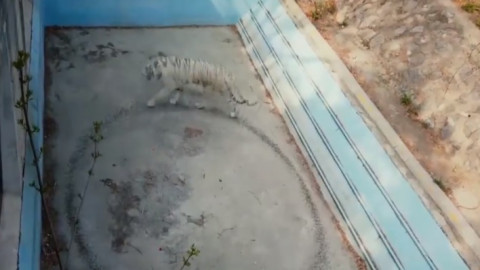 ภาพชวนหดหู่! เมื่อเห็น "เสือขาว" เดินเป็นวงกลมไม่รู้จบสิ้นในสวนสัตว์