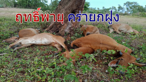 "วัว" 6 ตัว หลบฝนใต้ต้นไม้ใหญ่ โดนฟ้าผ่าตายทั้งฝูง