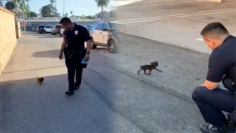 "ตำรวจหนุ่ม" เจอลูกสุนัขจรจัด เดินตามสุดท้ายใจอ่อนอุ้มขึ้นรถเอากลับไปเลี้ยง !