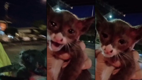 เกือบไปแล้ว "ลูกแมวน้อย" หวิดชะตาขาดข้างถนน โชคดีได้คนใจบุญช่วยไว้ทัน ก่อนพาไปเลี้ยงให้ชื่อ "คุณเงินด่วน" พบเป็นแมวสวยมาก