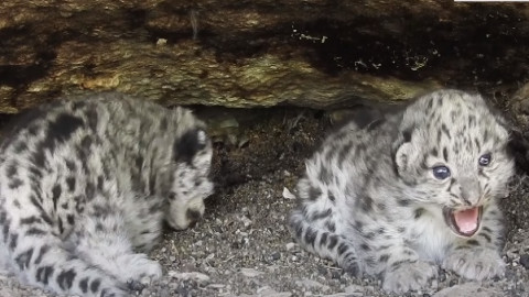 ภาพหาชมยาก "คู่แม่ลูกเสือดาวหิมะ" สัตว์ป่าใกล้สูญพันธ์ นอนเล่นอบอุ่นชวนเอ็นดู
