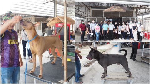 นักธุรกิจดังเมืองหัวหิน ผันตัวเปิดฟาร์มสุนัขไทยหลังอาน มุ่งเน้นอนุรักษ์สุนัขพันธุ์ไทย