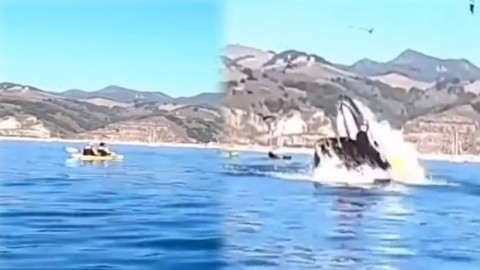 สุดระทึก ! เผยคลิป "วาฬยักษ์" กระโดดงับเรือคายัล ก่อนจะคายออก 2 สาวรอดตายหวุดหวิด !
