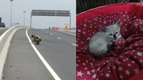 ตำรวจทางหลวง ผู้อ่อนโยน  จอดรถช่วยลูกแมวเดินหลงทางกลางถนน 