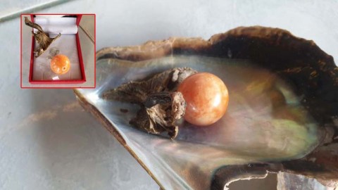 ฮือฮา!! หนุ่มพบ "หอยมุกสีส้ม" หายากที่สุดในโลก ติดต่อขอซื้อ 5 ล้าน ไม่ขาย