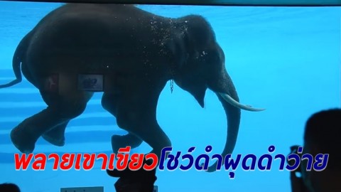 ชมความน่ารัก "ช้างพลายเขาเขียว" โชว์ลีลาว่ายน้ำคลายร้อน อวดนทท.