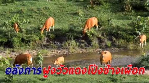 ตื่นตา "ฝูงวัวแดง" กว่า 60 ตัว ออกอวดโฉมโป่งช้างเผือกห้วยขาแข้ง