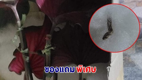 สาวผวา ! สั่ง "ต้นบอนสี" จากร้านค้าออนไลน์ เปิดกล่องดูเจอ "เจ้างูน้อย" แถมมาด้วย !